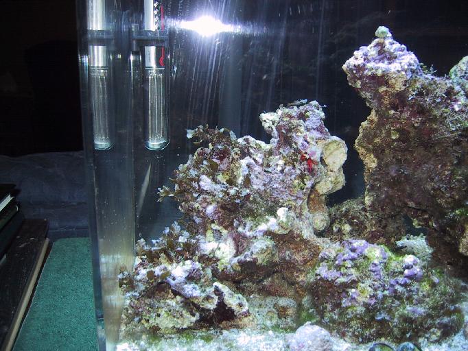 copepods in aquarium